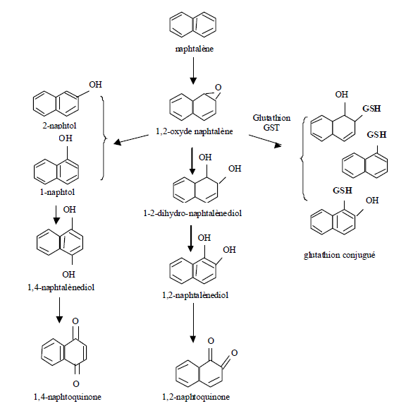 Figure 1 - Principales voies métaboliques du naphtalène